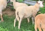 Ram Lambs