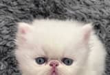 CFA pure persian kittens