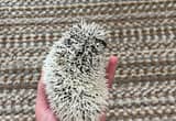 baby male hedgehog