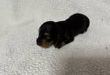 Miniature long hair dachshunds