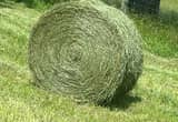 Rolled Hay 4x5 Horse quality