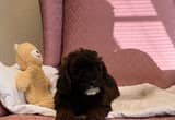 miniature poodles