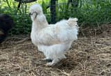 silkie flock and all the stuff