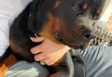 Registered pure breed rottie