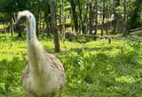 Blonde Emu