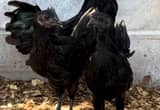 Ayam Cemani roo/ cockerels/ chicks