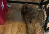 GoldenDoodle Needs Home