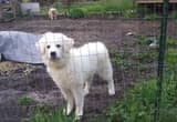 Great Pyranees Dogs- MUST REHOME ASAP