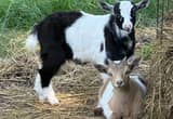 Nigerian Dwarf Billy Goats