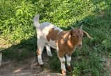 Boer/ Kiko Billy Goats