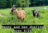 Nanny and her doeling Nigerian Dwarf