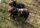 Idaho pasture pigs - adult and piglets