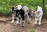 Triplet Nigerian Dwarf Baby Goats