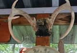 deer horn mounts