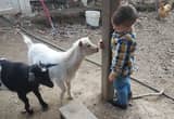 Nigerian pygmy goat, Doe, Minature goat