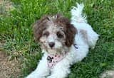 female toy poodle