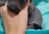 Ckc Mexican Hairless Chihuahua Male Pup2