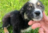 Australian Shepard Puppy For Sale