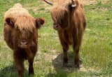 Scottish Highland Heifers for sale