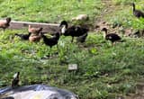 ducks and bantam chick