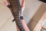 4 yr old blue tongue skink with supplies