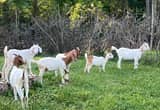 Boer-Kiko Cross Meat Goats
