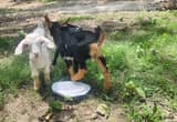 mini Nigerian goats (not registered)