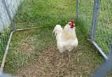 Two Americana Roosters for sale *PENDING