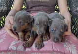 AKC Blue Doberman Pups