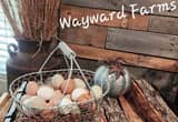 Farm Fresh Eggs (Wayward Farms)