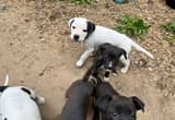 Puppies! Ready to Go!