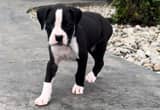 male Boxer Puppy- 6 Weeks old