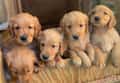 8 wk old male golden retriever puppies