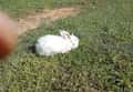 French Angora rabbits for sale