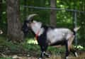 Male pigmy goats