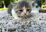 Minuet/ Munchkin Female Kitten