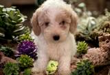 mini 10-20lbs labradoodle