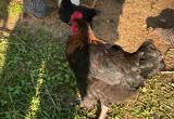 roosters for sale