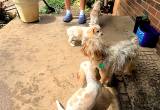beagle puppy' s