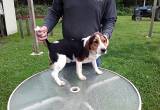 AKC registered male beagle
