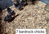 bardrock chicks