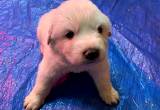 Great Pyrenees Puppies BORN 03/29/24