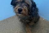 Urgent Rehoming Needed -- Aussiedoodle