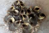 13 baby Muscovy ducklings