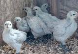 6 lavender orpington hen chicks. Grims