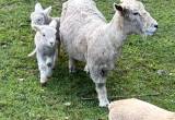 Too Quality Miniature Babydoll Ewe Lambs