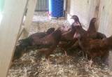 Rhode island red pullets