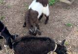 Nigeran Dwarf Goats