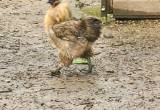 2 silkie Roosters. 9 months old