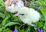 Turkey chicks and poults